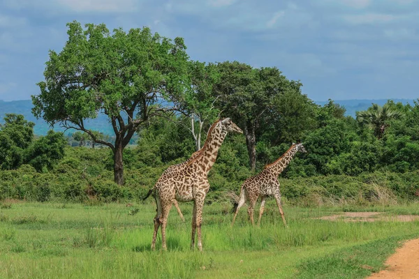 Jirafas Parque Nacional Mikumi Tanzania — Foto de Stock