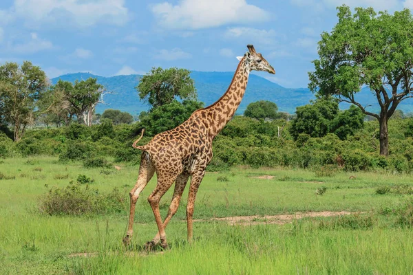 Žirafy Mikumi Národního Parku Tanzanie — Stock fotografie