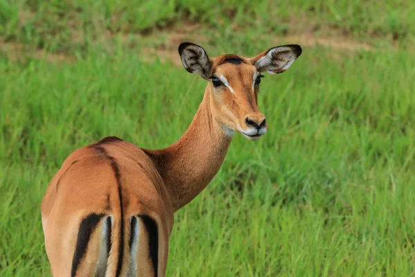 Дикі Антилопи Пала Mikumi Національний Парк Танзанія — стокове фото