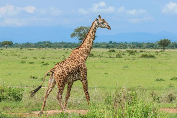 Giraffen Mikumi Nationalpark Tansania — Stockfoto