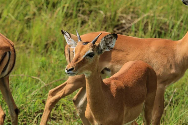 Impalas Selvagens Parque Nacional Mikumi Tanzânia — Fotografia de Stock