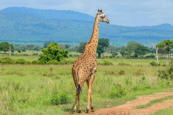Жирафи Mikumi Національний Парк Танзанія — стокове фото