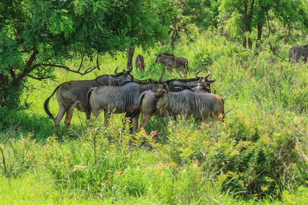 Гну Национальном Парке Микуми Танзания — стоковое фото