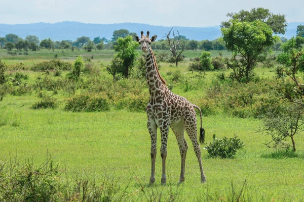 Zsiráfok Mikumi Nemzeti Park Tanzánia — Stock Fotó