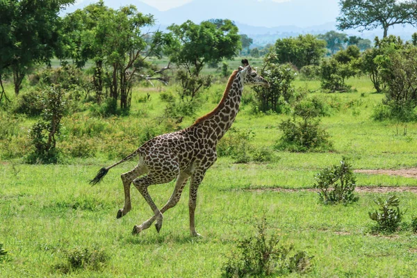 Zsiráfok Mikumi Nemzeti Park Tanzánia — Stock Fotó