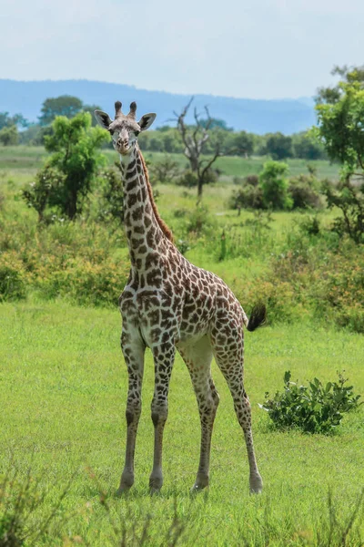 坦桑尼亚米库米国家公园的长颈鹿 — 图库照片