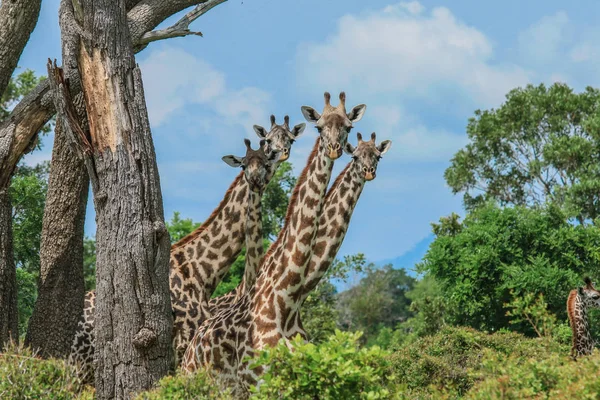 ミクミ国立公園 タンザニアのキリン — ストック写真