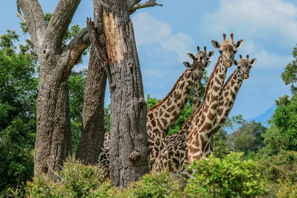 Giraffe Nel Parco Nazionale Mikumi Tanzania — Foto Stock