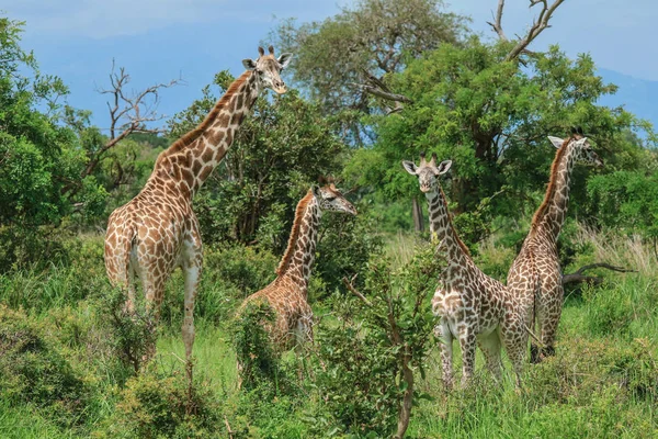 Jirafas Parque Nacional Mikumi Tanzania —  Fotos de Stock