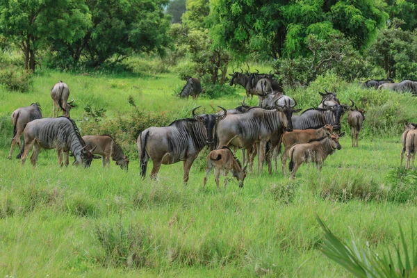 Gnus Parque Nacional Mikumi Tanzânia — Fotografia de Stock