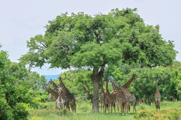 Jirafas Parque Nacional Mikumi Tanzania — Foto de Stock