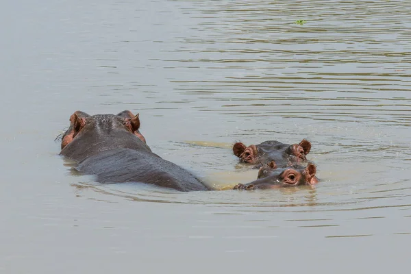 Hipopótamo Salvaje Parque Nacional Mikumi Tanzania —  Fotos de Stock