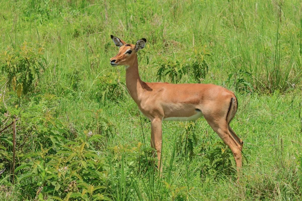 Dziki Impale Mikumi Park Narodowy Tanzania — Zdjęcie stockowe