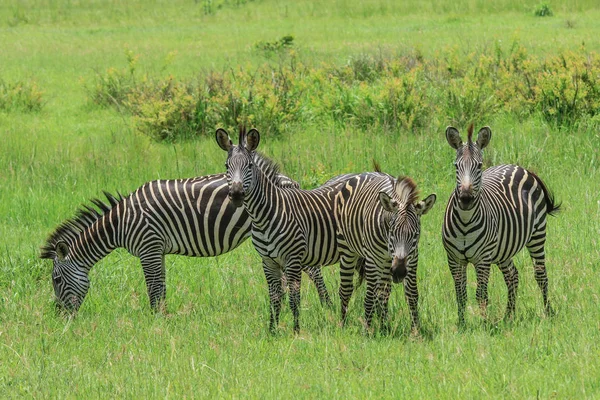 Cebras Silvestres Parque Nacional Mikumi Tanzania — Foto de Stock