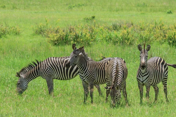 Дикі Зебр Mikumi Національний Парк Танзанія — стокове фото