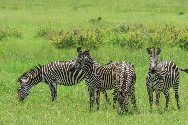 Cebras Silvestres Parque Nacional Mikumi Tanzania — Foto de Stock