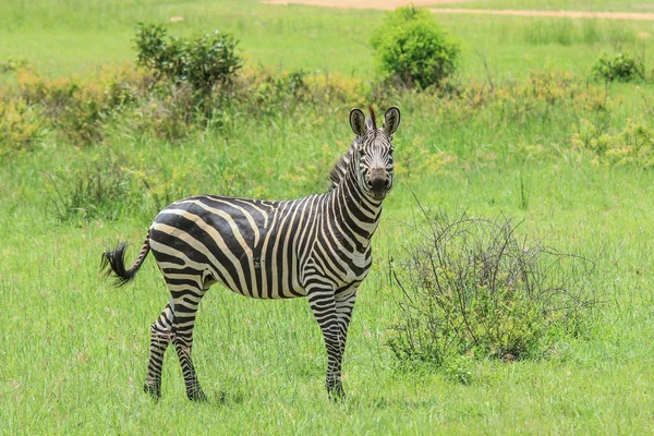 Zebras Selvagens Parque Nacional Mikumi Tanzânia — Fotografia de Stock