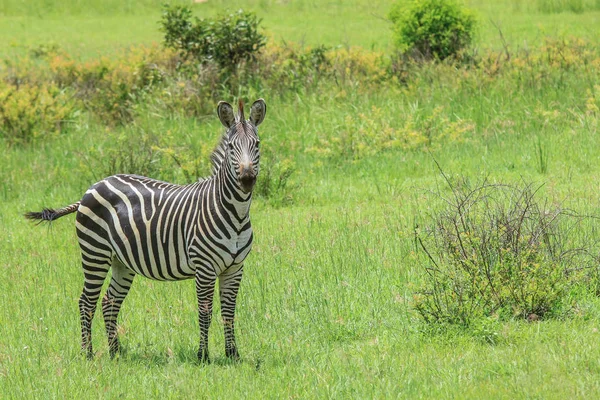 Zebras Selvagens Parque Nacional Mikumi Tanzânia — Fotografia de Stock