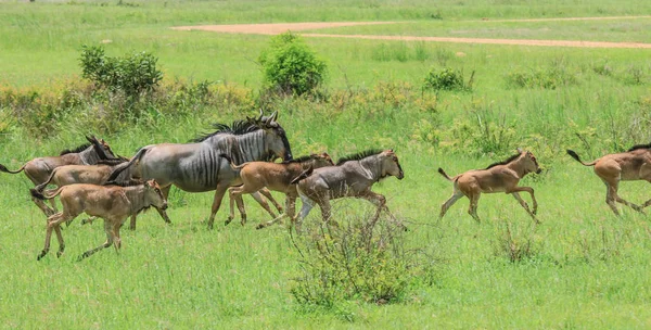 Antiloplar Mikumi milli parkı, Tanzanya
