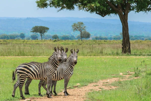 Zebras Selvagens Parque Nacional Mikumi Tanzânia — Fotografia de Stock