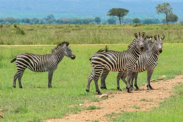 Vahşi Zebralar Mikumi Milli Parkı Tanzanya — Stok fotoğraf