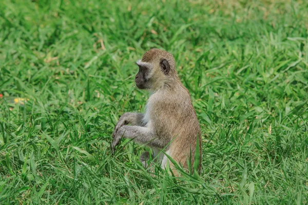 Monos Salvajes Parque Nacional Mikumi Tanzania —  Fotos de Stock