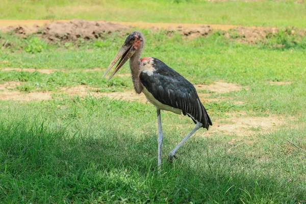 Mikumi milli parkı, Tanzanya vahşi Marabou
