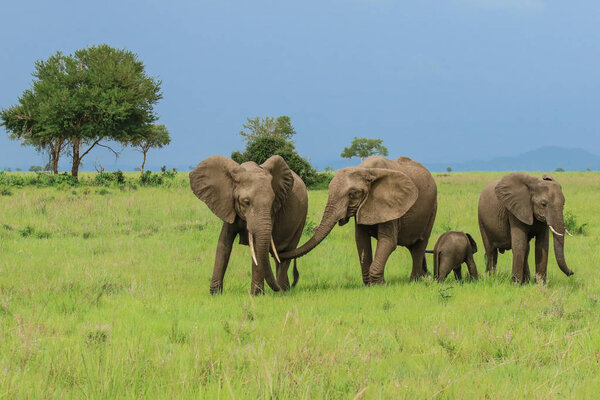 Elephants in the Mikumi National Park, Tanzania