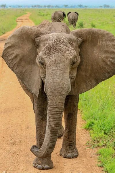 Elefantes Parque Nacional Mikumi Tanzania — Foto de Stock