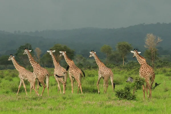Giraffes Mikumi National Park Tanzania — Stock Photo, Image