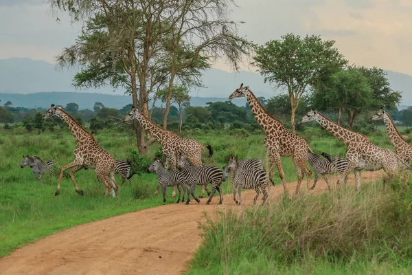 Жирафы Национальном Парке Микуми Танзании — стоковое фото