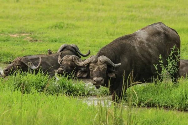 Büyük siyah Buffalo Mikumi milli parkı, Tanzanya