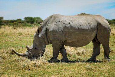 Nxai Pan Park'taki Beyaz Gergedan, Botsvana, Afrika