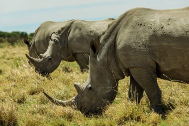 Nxai Pan Park'taki Beyaz Gergedan, Botsvana, Afrika