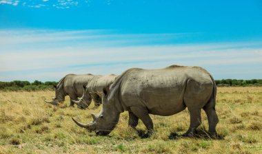 Nxai Pan Park'taki Beyaz Gergedan, Botsvana, Afrika