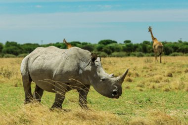 Nxai Pan Park'taki Beyaz Gergedan, Botsvana, Afrika