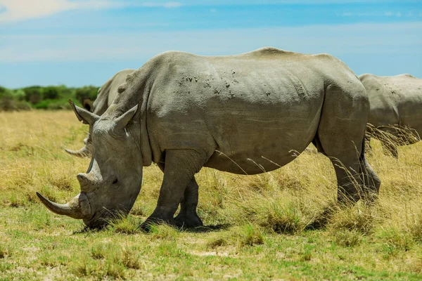 Nxai Pan Park'taki Beyaz Gergedan, Botsvana, Afrika