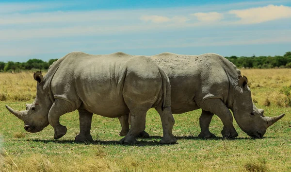 Nxai Pan Park'taki Beyaz Gergedan, Botsvana, Afrika