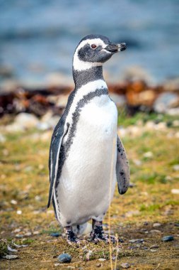 Şili 'deki Magdalena Adası' ndaki Doğal Sığınak 'taki Macellan penguenleri.