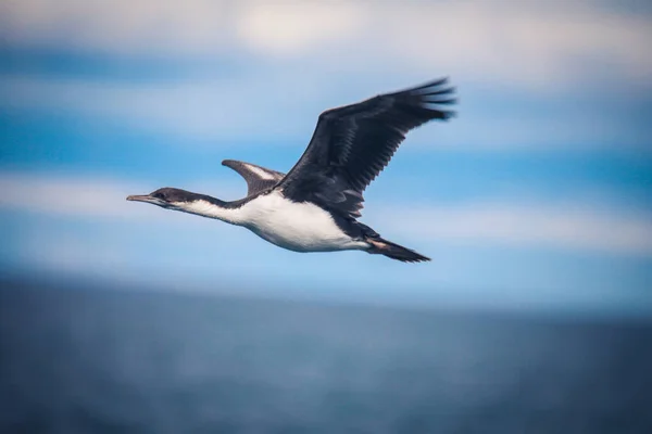 Flying Imperial Cormorant Біля Острова Магдалена Чилі — стокове фото