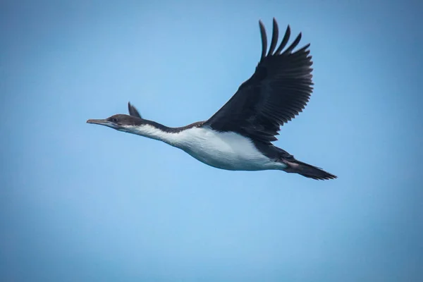 Flying Imperial Cormorant Біля Острова Магдалена Чилі — стокове фото
