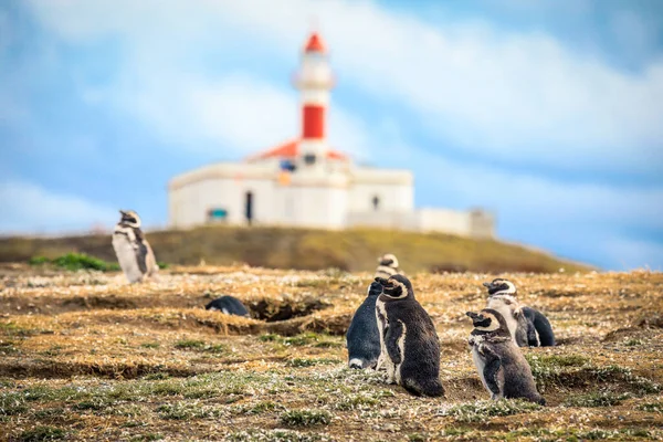 Magellán Pingvinek Világítótorony Magdalena Island Háttér Chile — Stock Fotó