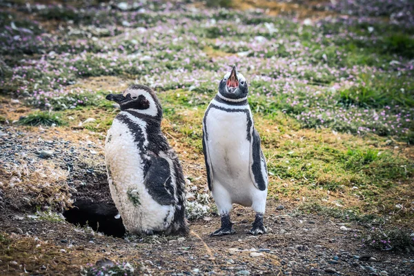 Şili 'deki Magdalena Adası' ndaki Doğal Sığınak 'taki Macellan penguenleri.