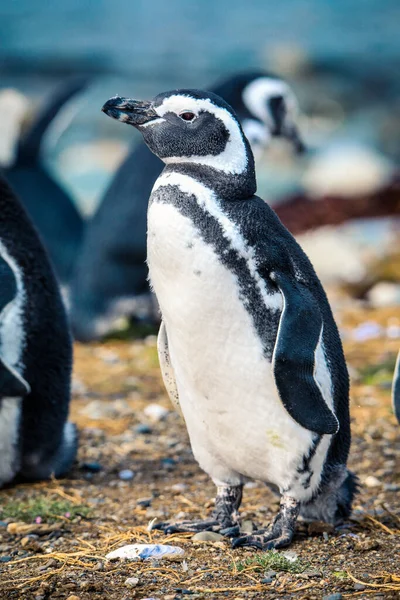 Şili 'deki Magdalena Adası' ndaki Doğal Sığınak 'taki Macellan penguenleri.