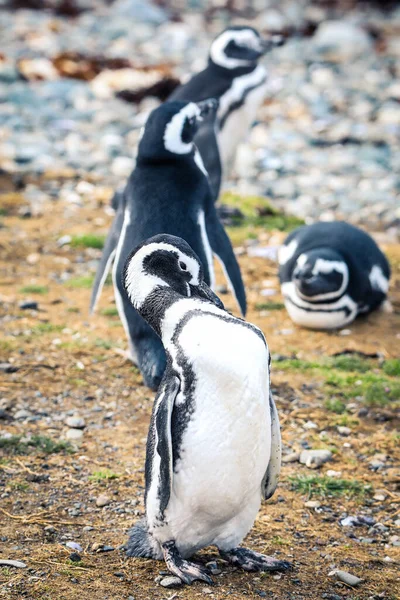 Pinguini Magellanici Nel Santuario Naturale Dell Isola Magdalena Cile — Foto Stock