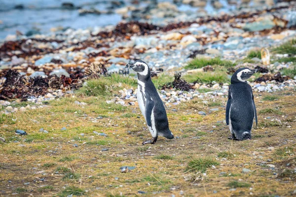 Pinguini Magellanici Nel Santuario Naturale Dell Isola Magdalena Cile — Foto Stock