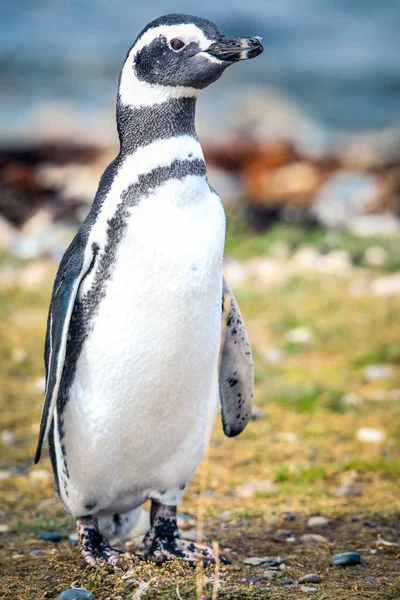 Los Pingüinos Magallánicos Santuario Natural Isla Magdalena Chile —  Fotos de Stock