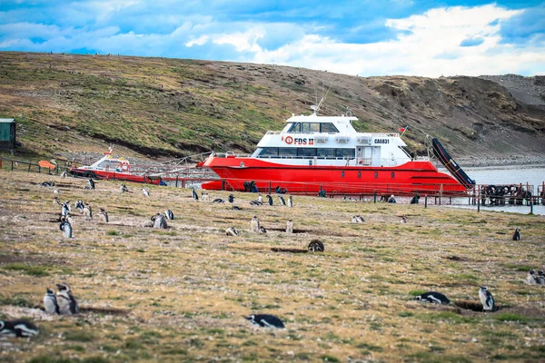 Punta Arenas Chile 2020 Március Turisztikai Csónak Magdalena Sziget Partján — Stock Fotó