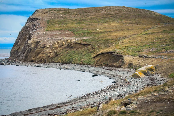 マグダレナ島の自然保護区の海岸線たくさんのマゼランペンギンチリ — ストック写真