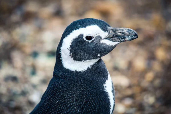 Pinguini Magellanici Nel Santuario Naturale Dell Isola Magdalena Cile — Foto Stock